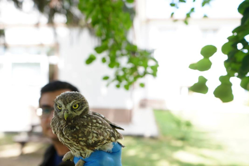 Kukumav Yavruları Özgürlüklerine Uçtu - Fotoğraf: 2
